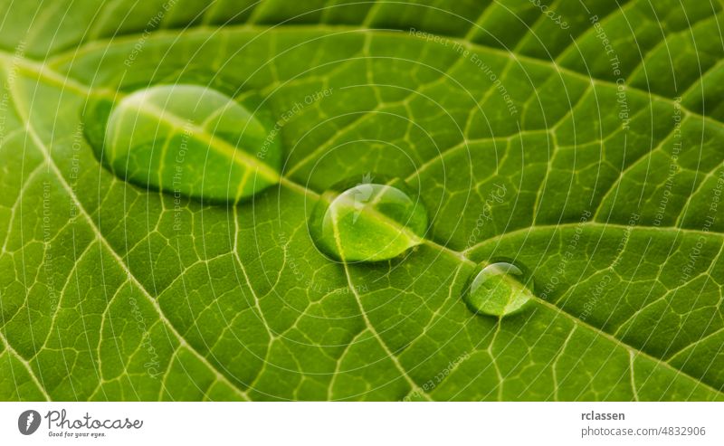 waterdrops on a leaf veins tree sheet Leaf surface Botany green background nature network ecology plant photosynthesis summer structure symmetry texture