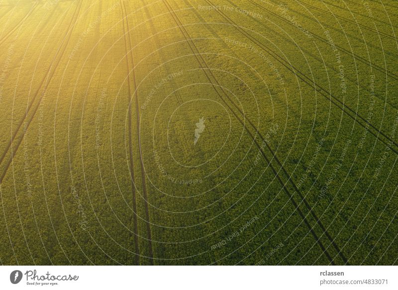 Wheat field landscape at sunset. Aerial view drone shot top corn sunlight green spring grass summer above aerial view agricultural tracks golden agriculture