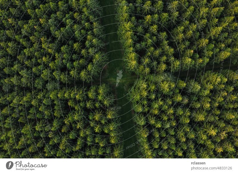 Aerial view of forest paths, Germany. Photo taken with Drone aerial green drone wood areal birdseye flying cross landscape background above photo road summer