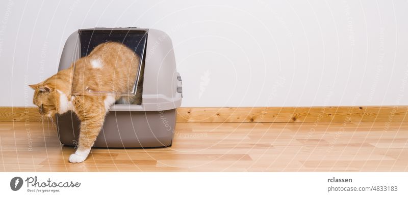 Tabby cat step outside a litter box after poops or pee, banner size, copyspace for your individual text. clean crate digging adorable home room background