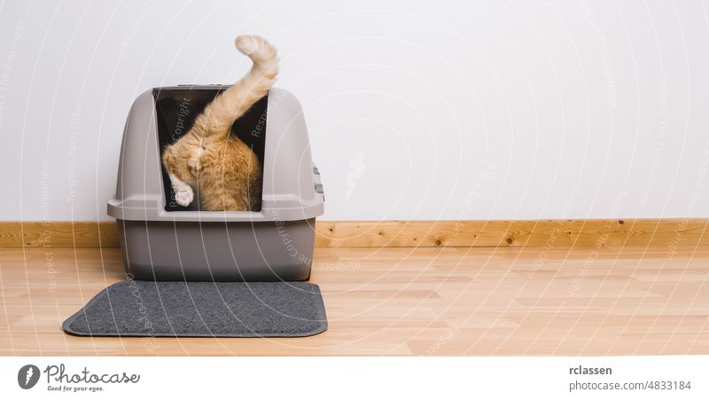 Tabby cat step inside a litter box and poops or pee, banner size, copyspace for your individual text. clean crate digging adorable home room background animal