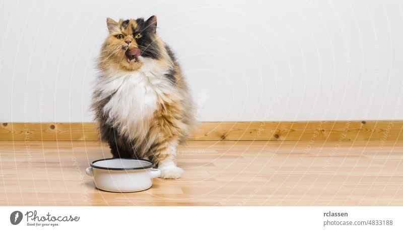 cat cleans her mouth after meal the food bowl, copyspace for your individual text. eat waiting feeding empty portrait home floor pussy dish british