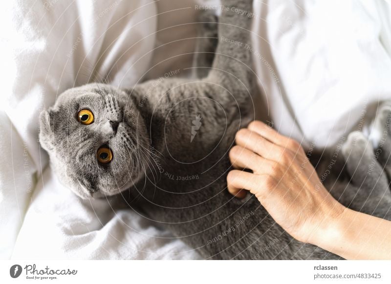 Woman petting cat on the sofa. Domestic animal, scottish fold cat looks to camera. Tow view banner breed british cute domestic feline fluffy funny fur furry