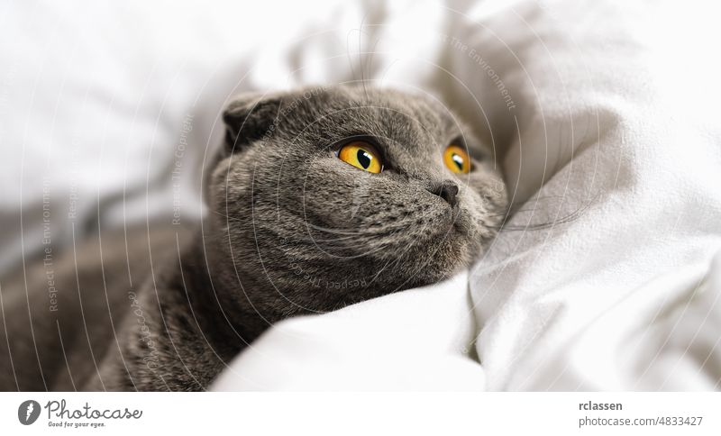 sleepy cat lies on the bedspread Domestic animal, scottish fold cat. paw holding pet banner breed british cute domestic feline fluffy funny fur furry gray grey