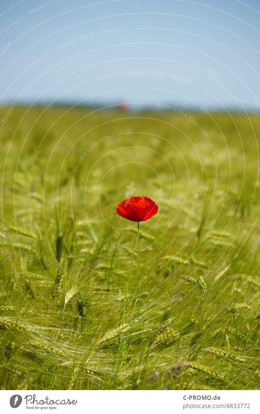 Poppy blossom in a cereal field poppy flower Grain field Copy Space top on one's own Red Agriculture arable plant splotch of paint