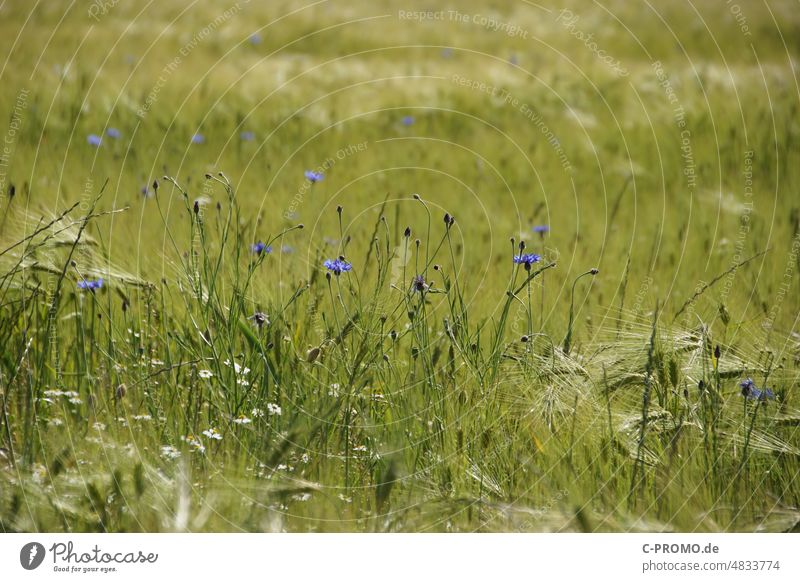 Cornflowers in grain field Summer Grain field gentian blue Blue Green cyans composite Plant Flower wild flower Cereal weeds