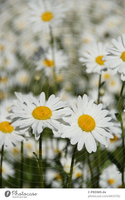 daisies marguerites daisy meadow Marguerite Blossom Nature Flower Plant White Yellow Meadow Blossoming flowers Flower meadow
