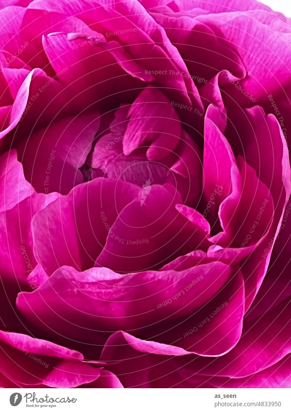 Peony in pink Blossom Flower Fresh Colour luminescent Plant Nature pretty Blossoming naturally Close-up Detail Delicate Esthetic Blossom leave