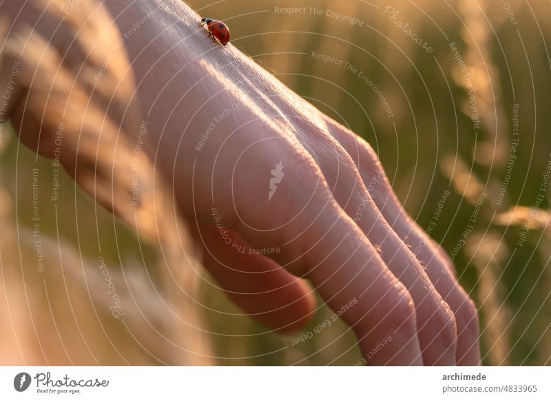 Woman playing with ladybug outdoors CONSCIENCE adventure animal anonymous awareness care close up cute delicate detail earth enjoy environment everyday explore
