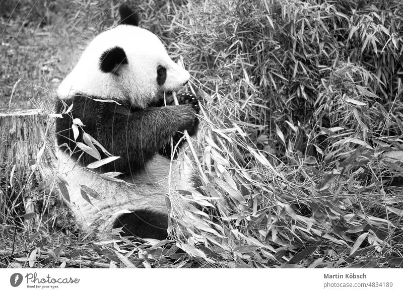 big panda in black and white, sitting eating bamboo. Endangered species. giant panda panda bear fur leaves relaxed teddy nature wildlife protected green