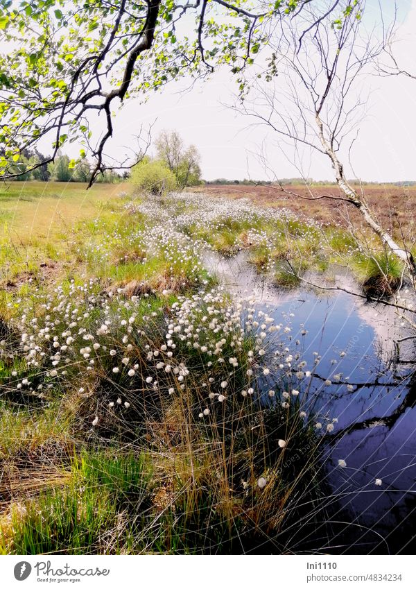 In the moor Spring Landscape Nature reserve Experiencing nature moorland Bog Moor Water Birch tree grasses Cotton grass Fruiting Heathland meadows Relaxation