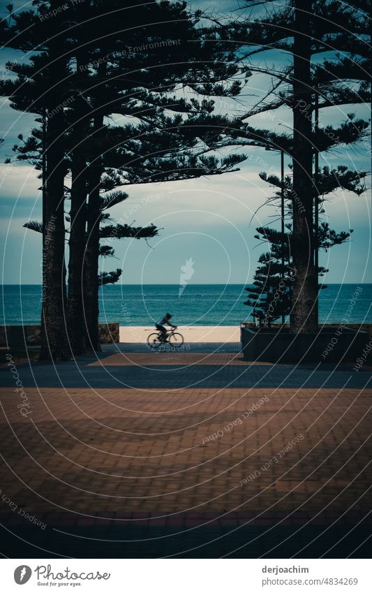 A cyclist rides along trees on the beach, the blue of the ocean shimmers in the background. Cycling Freedom Relaxation free time Landscape Nature Athletic