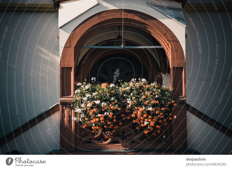 The entrance area of the Franconian Town Hall is very enchanting and summery. Flowers and plants Summer Blossom Plant Exterior shot Close-up Colour photo Nature