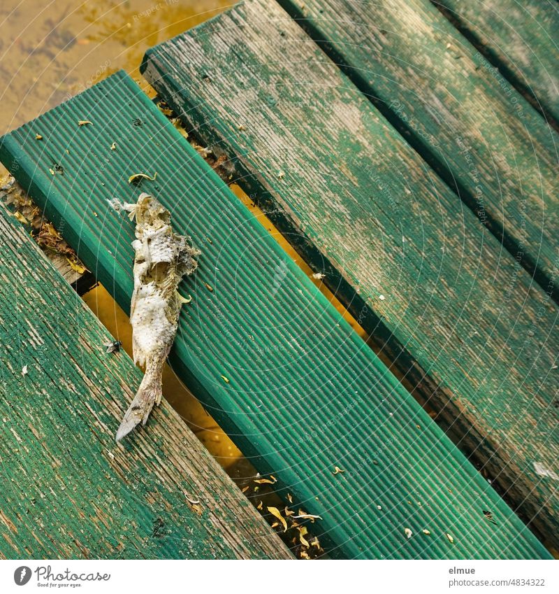 A decomposing fish lies on a green wooden walkway above the water Fish decay Footbridge Water Lake Fishbones Wood bank Green Lakeside Fishing (Angle)