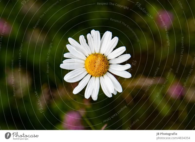 Daisy - be happy marguerites Summer Flower Nature Blossom White Plant Meadow naturally Blossoming Close-up Green Yellow Exterior shot flowers Environment