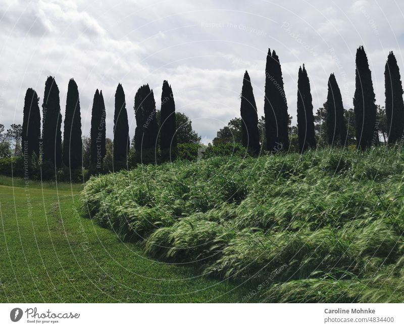 Cypress trees under overcast sky Cypresses Nature Summer Landscape Sky Blue Green Clouds Exterior shot Environment Colour photo Beautiful weather Day Deserted