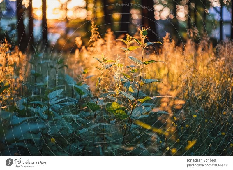 beautiful evening sun on wild meadow with nettles in forest Stinging nettle Evening sun Mood lighting evening light Moody Idyll atmospheric tranquillity