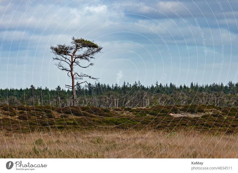 A single tree in the barren dune landscape in Thy National Park in Jutland, Denmark Landscape Rural Tree Sparse Nature naturally Scandinavia Deserted Lonely