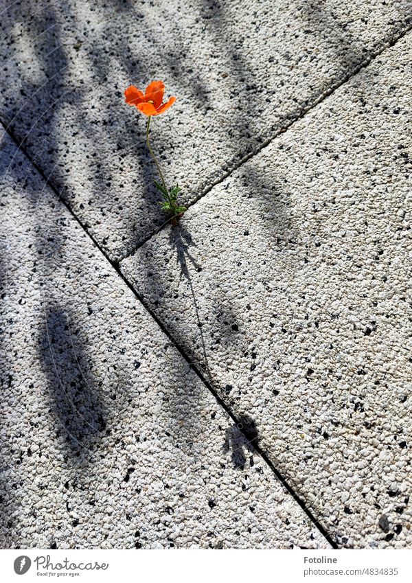 The little poppy breaks the strict forms of the sidewalk slabs. It has a mind of its own and fights against the norm. I let her be and enjoy her every year.