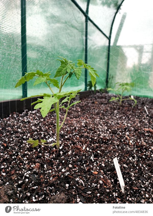 Grow tomato plant, grow! Grow big and strong in my greenhouse! Greenhouse Plant Nature Colour photo Growth Vegetable Garden Fresh Earth Ground wax Brown