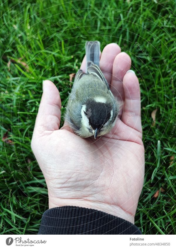 The little great tit is still a little dazed from the flight against the window. Gently I put it from my hand into the green grass. Tit mouse Bird Nature Animal