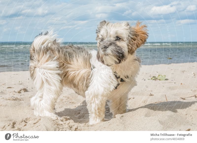 Young Havanese on the beach Dog Puppy Head Face eyes ears Nose Legs Pelt Snout Ocean Beach Sand Wind Blow Pet Animal Cute Animal portrait Purebred dog Looking