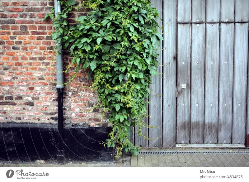 Country style Ivy Goal Plant Downspout Wooden gate Old Building door Closed Entrance Country life Idyll Wall (barrier) Barn Nostalgia Uniqueness Wooden door