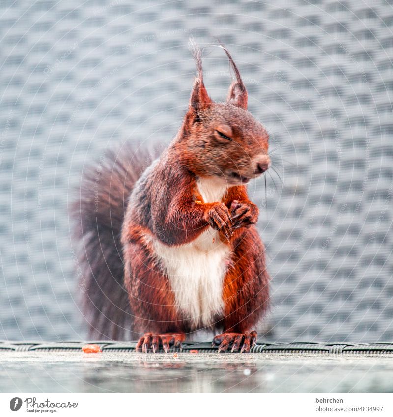 chill out your base, brudi, alder, digga, eh! Animal portrait Animal face Colour photo Love of animals Cute Squirrel Observe Curiosity Exterior shot Deserted