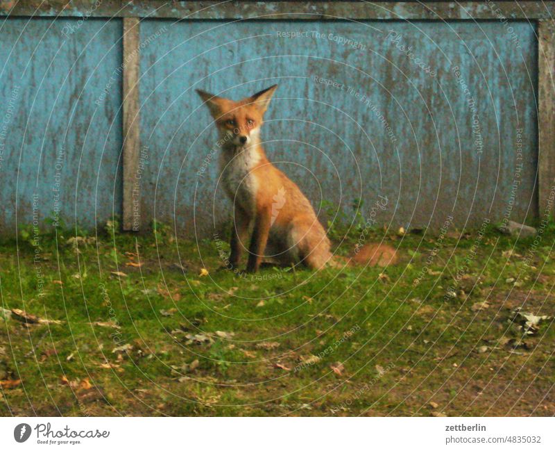 THE FUCHS! Fox Animal Wild animal fur Fur-bearing animal young animal Town City Fox Sit portrait eye contact legendary
