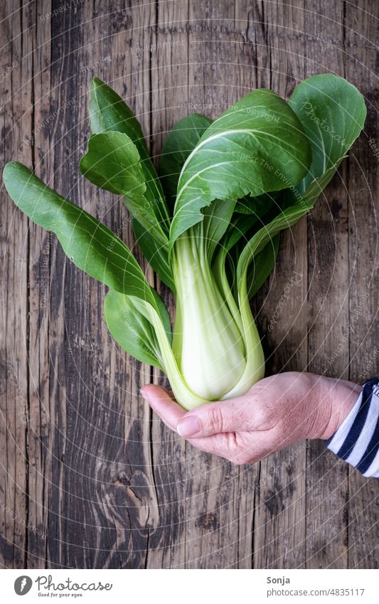 Female hand with a fresh pak choi on a wooden table Pak Choi Hand Raw Leaf Vegetable Green Fresh Food Organic naturally Vegetarian diet China Mature Wood Table