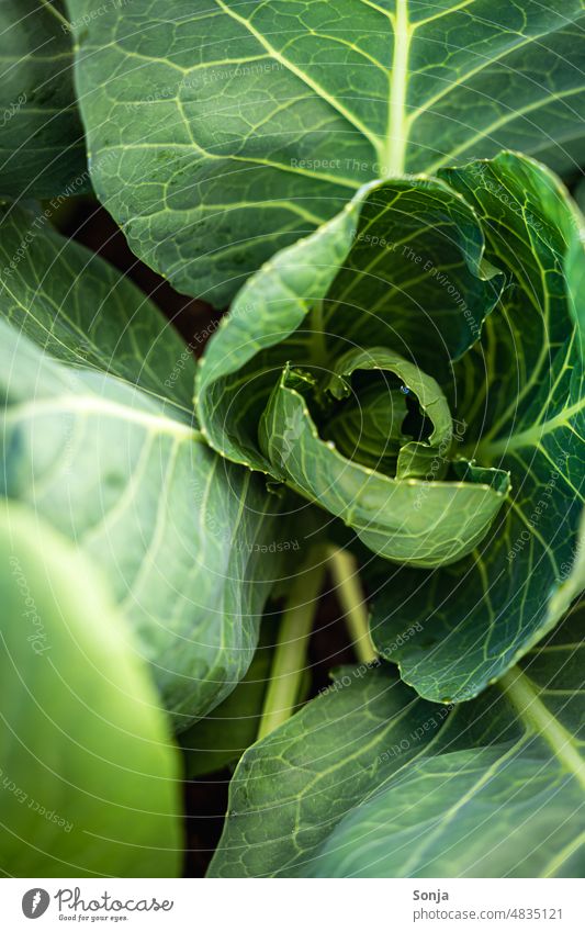 Close up of a green cabbage Cabbage herbaceous Fresh Leaf Green Vegetable Plant Organic produce Colour photo Agricultural crop Vegetarian diet Food Nutrition