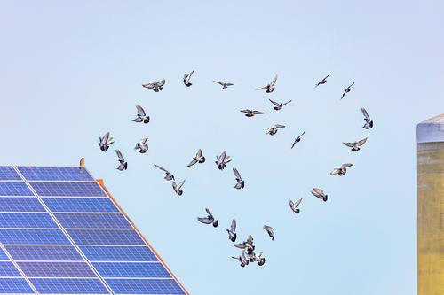 flock of birds building a heart in front of a photovoltaic sky flying flight nature blue animal wildlife geese Migration clouds group Air white pigeon freedom