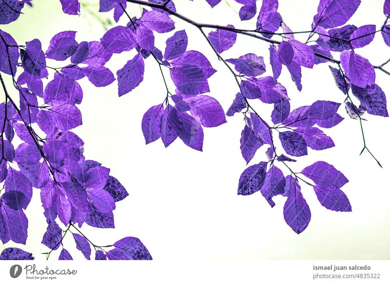 purple tree leaves in the nature branches leaf purple background natural foliage textured beauty fragility freshness spring springtime season summer summertime