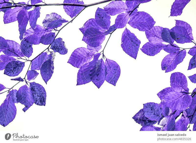 purple tree leaves abstract background branches leaf purple background nature natural foliage textured beauty fragility freshness spring springtime season