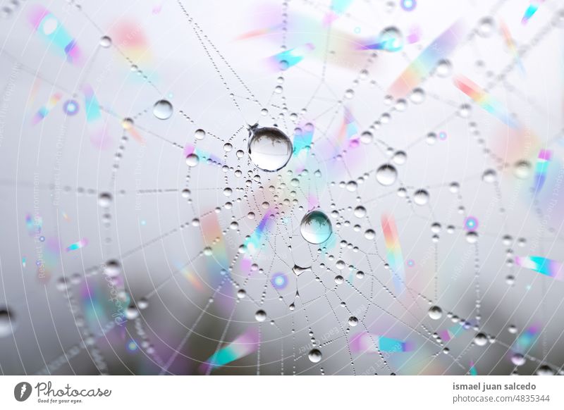 drops on the spider web in rainy season in springtime net nature raindrop droplet bright shiny outdoors abstract textured background water wet minimal fragility