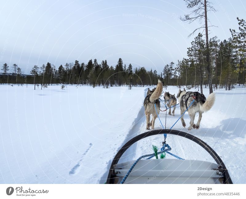 Riding husky sledge in Lapland landscape snow winter dog finland lapland sleigh animal nature sledding cold forest polar race run harness north active adventure