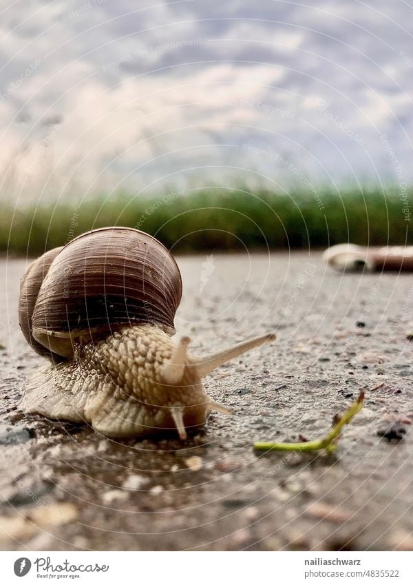 Snail on the way Crumpet Snail slime Snail shell Rain Lanes & trails creep snails Animal Feeler Vineyard snail Street escargot Dry Slowly crawling animal