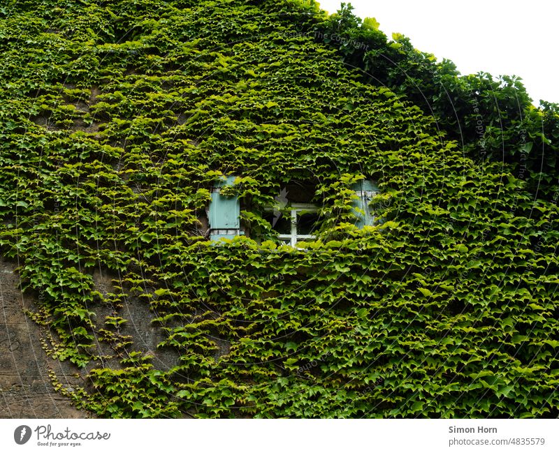 Sleeping Beauty Window green Hiding place Facade Nature Overgrown House (Residential Structure) Tendril Creeper Growth Urban gardening Plant