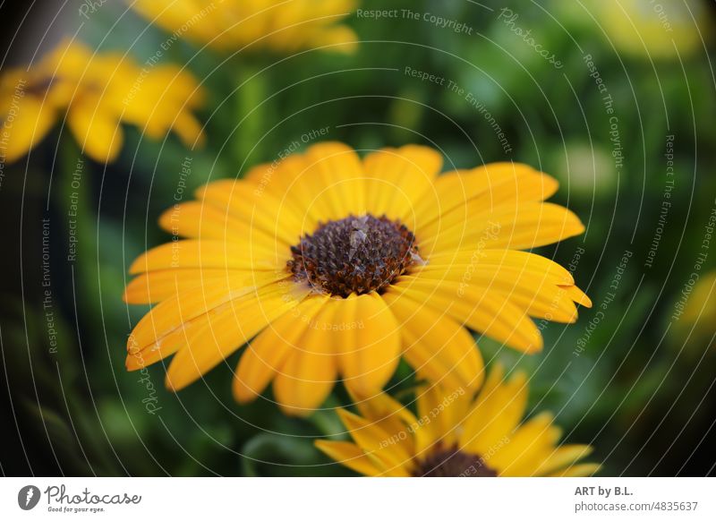 Inside the yellow flower Flower inboard flowery Garden blossom Blossoming flourished Yellow Flowerbed