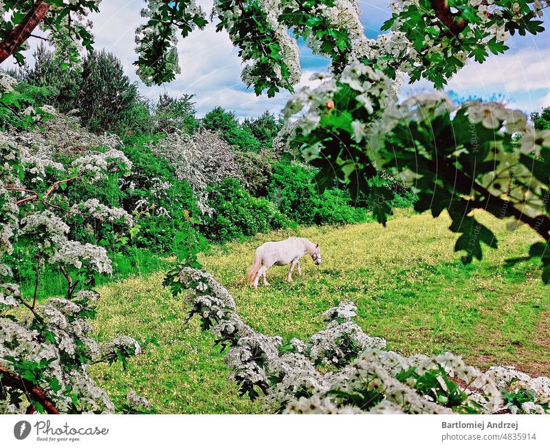 White horse spring blossom Horse Spring blossom Beautiful horse Horse eating grass