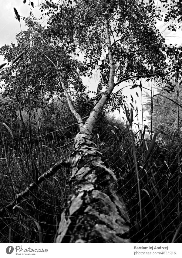 fallen birch tree Bog Birch (Betula pumila) River Birch (Betula nigra) Silver Birch (Betula pendula Cherry Birch (Betula lenta) Fallen tree Black and white