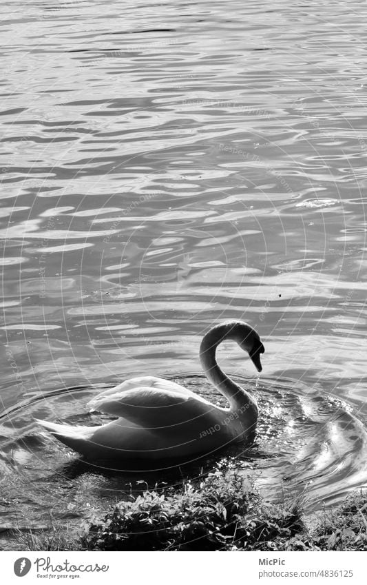 Swan in black white on the lake Water Animal Exterior shot Bird Nature White Float in the water Pride Elegant pretty Lake Reflection Beauty & Beauty elegance