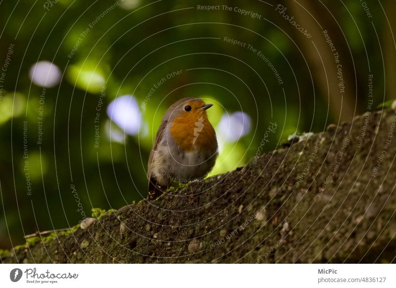 Robin on a wall Robin redbreast Bird Close-up curious Be confident Pretty animal Animal portrait fauna Forest Wall (barrier) Moss Nature Exterior shot Small