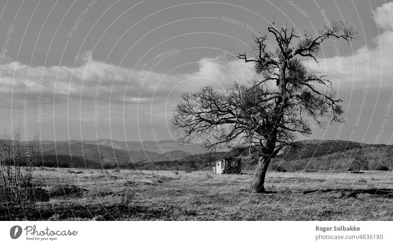 The old tree and the cabin in the mountainous autumn deciduous trees Black and white Shadow White Contrast Silhouette Nature Landscape Mountain Horizont