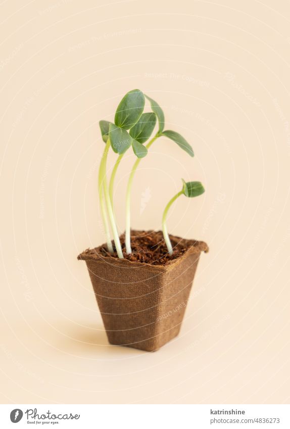 Seedlings in biodegradable pot on light yellow close up. Indoor gardening seedlings pots spring herb nature Homegrown growing plant germinating vegetables seeds