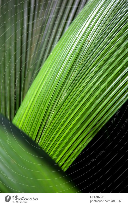 CR VIII Costa Rican structures leaves Leaf Palm tree Nature Stripe Green Foliage plant Environment Environmental protection Plant Line Habitat