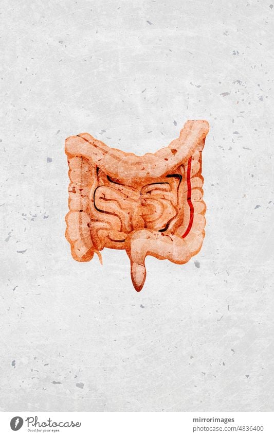 Modern beautiful stylized monotone human intestines organ symbols and icons digestive system large intestine gastrointestinal internal organs digestion