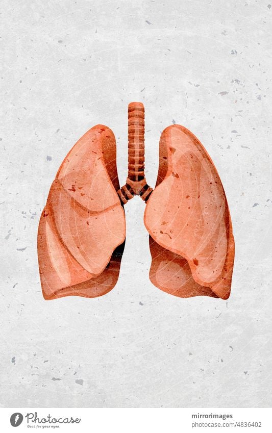 Modern beautiful stylized monotone human lung organ symbols and icons human lungs internal organ branching passages monotone human human organ respiratory