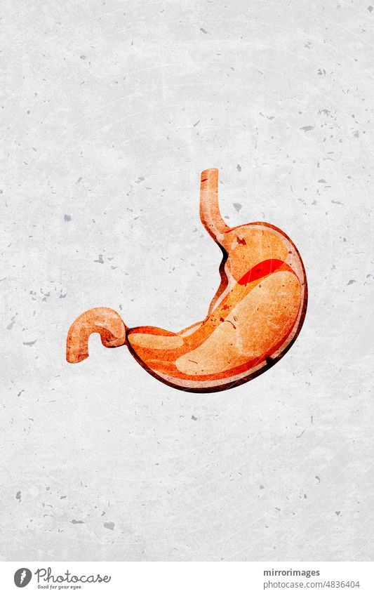Modern beautiful stylized monotone human stomach organ symbols and icons stomach human organ symbol tummy stomachache stomach pain gastrointestinal tract