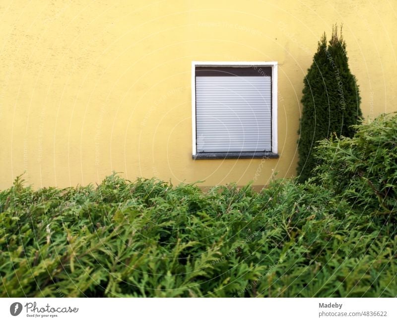 Lush overgrown green front garden and facade of a residential house in beige with lowered roller shutter in Oerlinghausen near Bielefeld on the Hermannsweg in the Teutoburg Forest in East Westphalia-Lippe